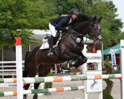 jumper Seven Gold (Hanoverian, 2009, from Stakkato's Highlight)