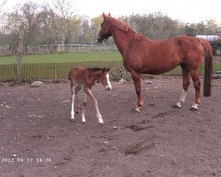 broodmare Pia (Saxony-Anhaltiner, 2002, from Paradiesvogel)