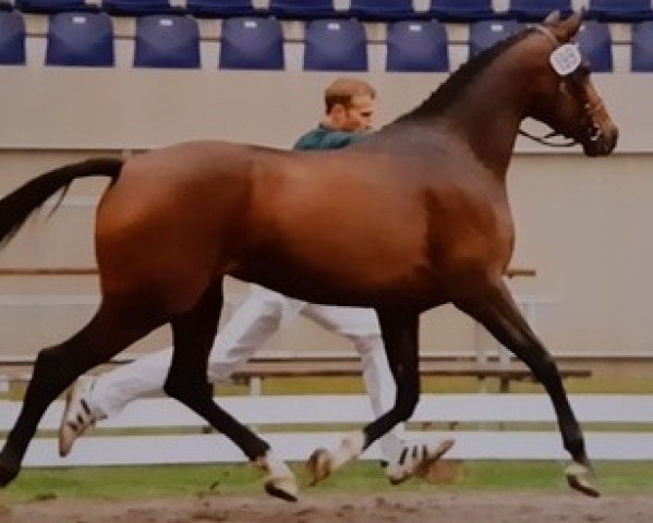 broodmare Beach Girl (German Riding Pony, 1995, from Baron)