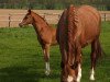 broodmare Esther (Westphalian, 1994, from Ehrentusch)