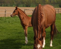 broodmare Esther (Westphalian, 1994, from Ehrentusch)