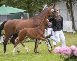 broodmare Florentina (Westphalian, 2004, from Florestan I)