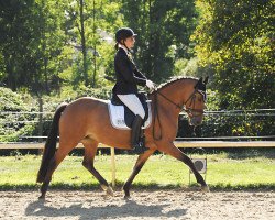 broodmare Romantic Melody O (German Riding Pony, 2015, from Dankeschön)