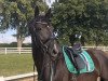 dressage horse Fleur de nuit (Hanoverian, 2009, from Fürst Nymphenburg)