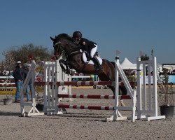 stallion Overfly 2 (German Riding Pony, 2007, from Oweron)