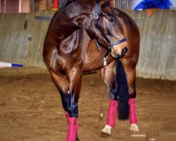 jumper Lovely Cleo (Hanoverian, 2014, from Los Angeles)