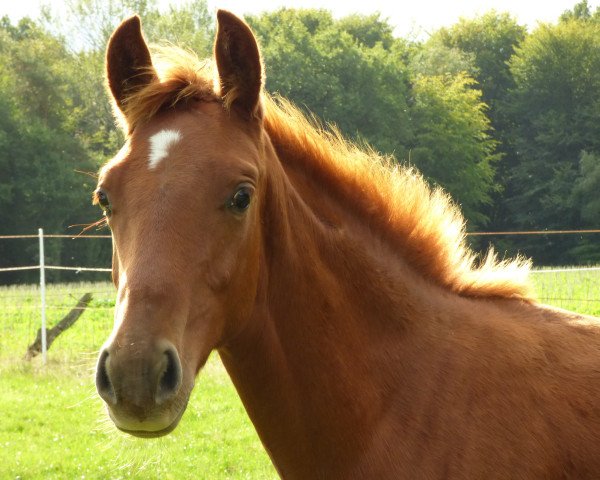 dressage horse Findus (Westphalian, 2019, from Fürsten-Look)