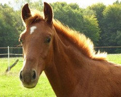 Dressurpferd Findus (Westfale, 2019, von Fürsten-Look)