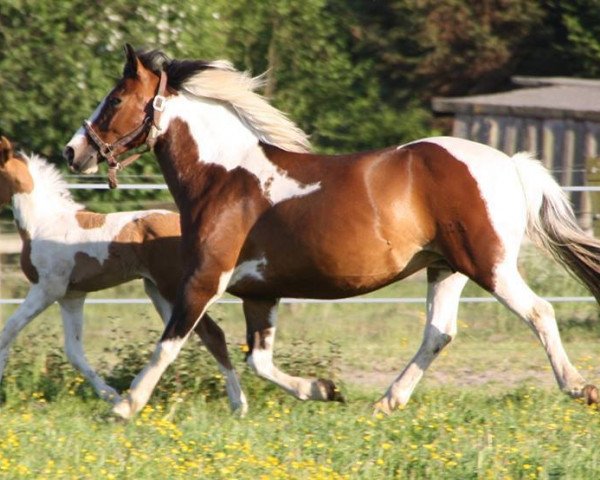broodmare Ravanna (German Riding Pony, 2001, from Rainmaker Z II)
