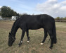 dressage horse Rubi Lee (Westphalian, 2012, from Rocky Lee)