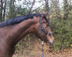 dressage horse Dogajola IB (Oldenburg, 2012, from Damon Hill)