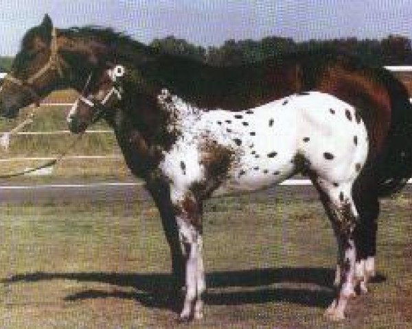 Zuchtstute Aztecs Fancy Frani (Quarter Horse, 1980, von Aztec Sun)