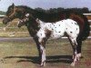 Zuchtstute Aztecs Fancy Frani (Quarter Horse, 1980, von Aztec Sun)