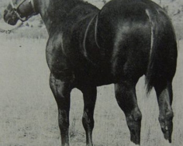 Deckhengst Baca Leo (Quarter Horse, 1959, von Leo)