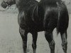 stallion Baca Leo (Quarter Horse, 1959, from Leo)