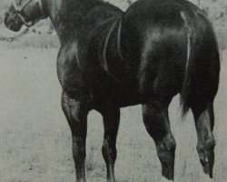 stallion Baca Leo (Quarter Horse, 1959, from Leo)