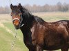 jumper Pearl of Spring (German Riding Pony, 2013, from Messino)