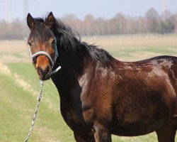 Springpferd Pearl of Spring (Deutsches Reitpony, 2013, von Messino)