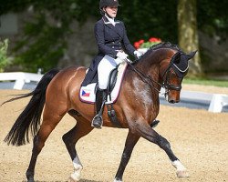 dressage horse Belissimus (Hanoverian, 2007, from Belissimo NRW)