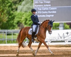 dressage horse Top Thiago (German Riding Pony, 2012, from Top Carlos Cassini)