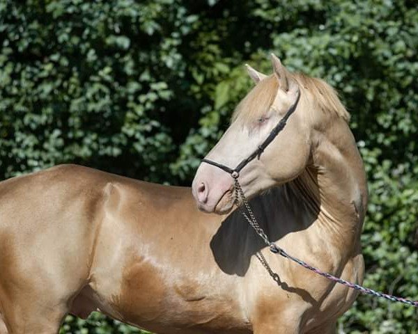 Pferd Majus (Polnisches Kaltblut,  )