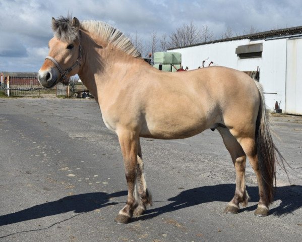 horse Torre van't Poezelerf (Fjord Horse, 2017, from Dingo (NLD))