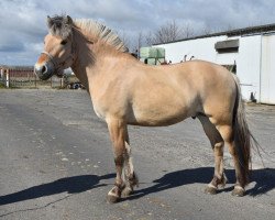 Pferd Torre van't Poezelerf (Fjordpferd, 2017, von Dingo (NLD))