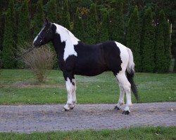 Pferd Nemo (Polnisches Warmblut, 2015)