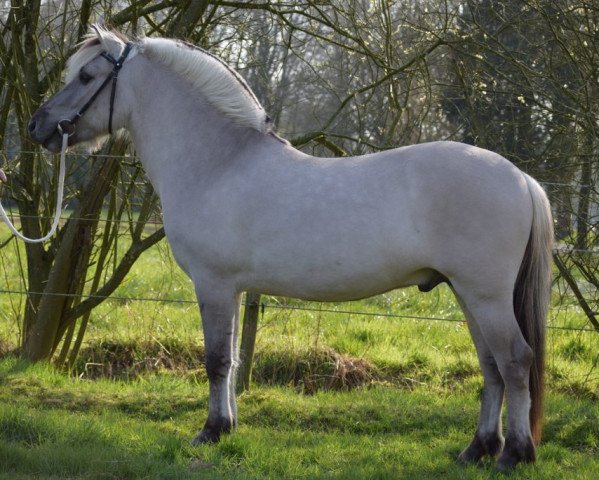 stallion Thor van de Landweg (Fjord Horse, 2017, from Rudsmo Rune)