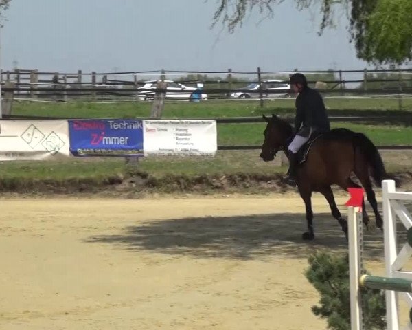 Reitturnier Kaarst - Reitanlage Bierewitz 2016