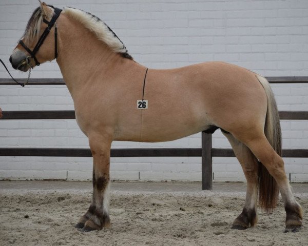 stallion Swing (Fjord Horse, 2016, from Leo de Chaumont)