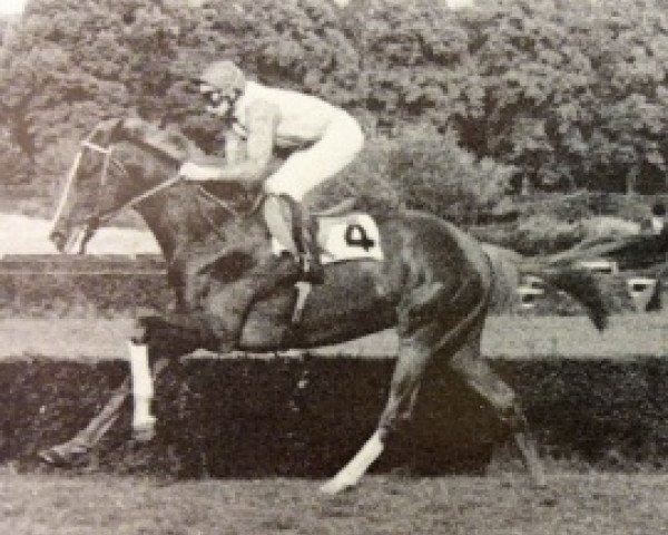 stallion Lord Udo xx (Thoroughbred, 1971, from Utrillo xx)