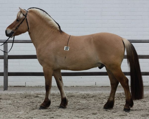 stallion Ruben van de Landweg (Fjord Horse, 2015, from Lyckängs Tempo)