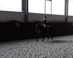 dressage horse Dancing Dynamite 8 (German Riding Pony, 2010, from Dressman)