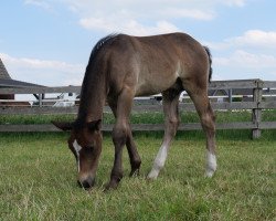 Pferd Luke (Freiberger, 2019)