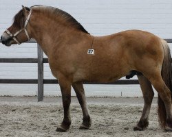 stallion Narvestad Dayser (Fjord Horse, 2006, from Rudsmo Råssar 13 F)