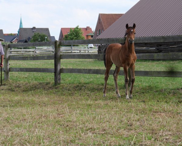 stallion Diamond (German Riding Pony, 2019)