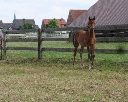 stallion Diamond (German Riding Pony, 2019)