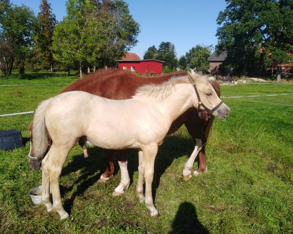 Pferd Hero of Dream (Deutsches Reitpony, 2019, von High Flow's Oxford)