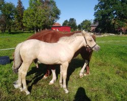 horse Hero of Dream (German Riding Pony, 2019, from High Flow's Oxford)