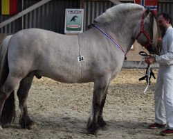 stallion Lyckängs Tempo (Fjord Horse, 2007, from Temperament)