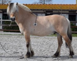 stallion Leo de Chaumont (Fjord Horse, 2010, from Tonar N-87-2517)