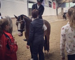 dressage horse Desert Prince J.r. (German Riding Pony, 2011, from Dressman III)