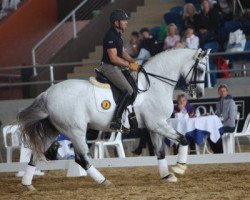 dressage horse Dante 109 (Oldenburg, 2002, from Depardieu 11)