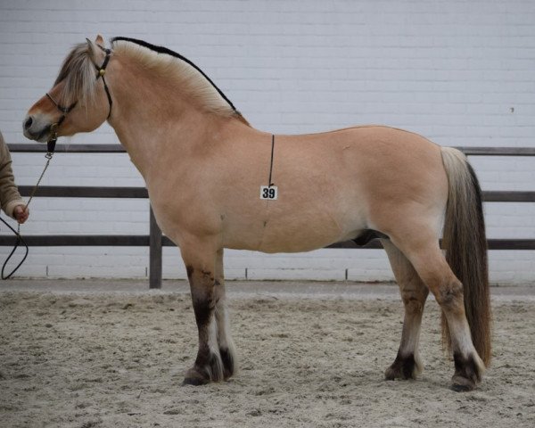 stallion Haukaren N.2697 (Fjord Horse, 2003, from Haukmann N.2765)