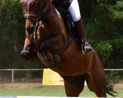 jumper Colada (Polish Warmblood, 2012, from Carry Son)