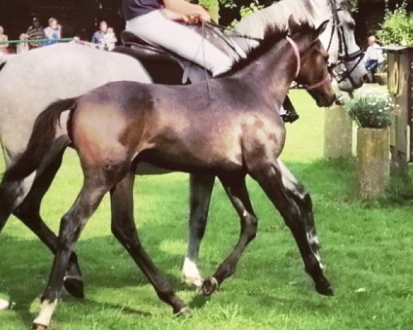 jumper Kalimero (Mecklenburg, 2019, from Kings Erbe AML)