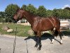 broodmare Levina II (German Sport Horse, 2010, from Levistano)