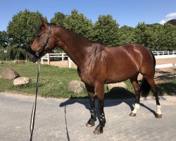 broodmare Levina II (German Sport Horse, 2010, from Levistano)