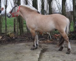 stallion Harlem d’Ober (Fjord Horse, 2017, from Fjellkaisar)